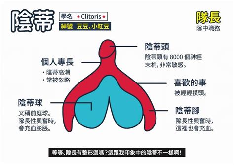 女性私密處構造|女性私密部位(會陰部)解剖構造